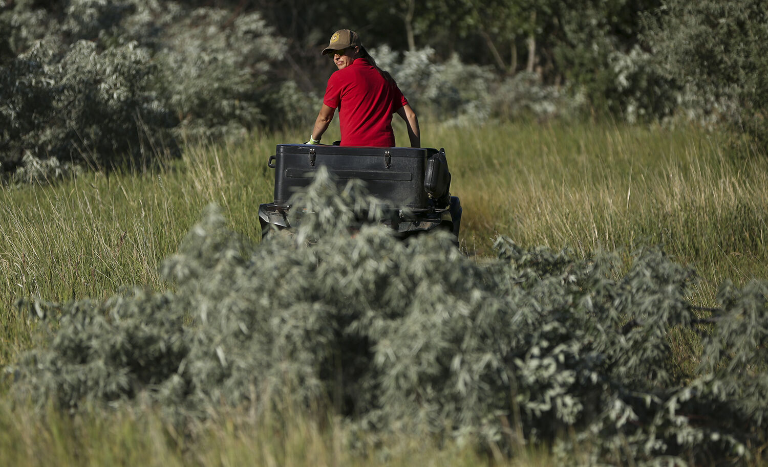 Cheyenne Stewart uses a four wheeler to drag a large Russian Olive Shrub